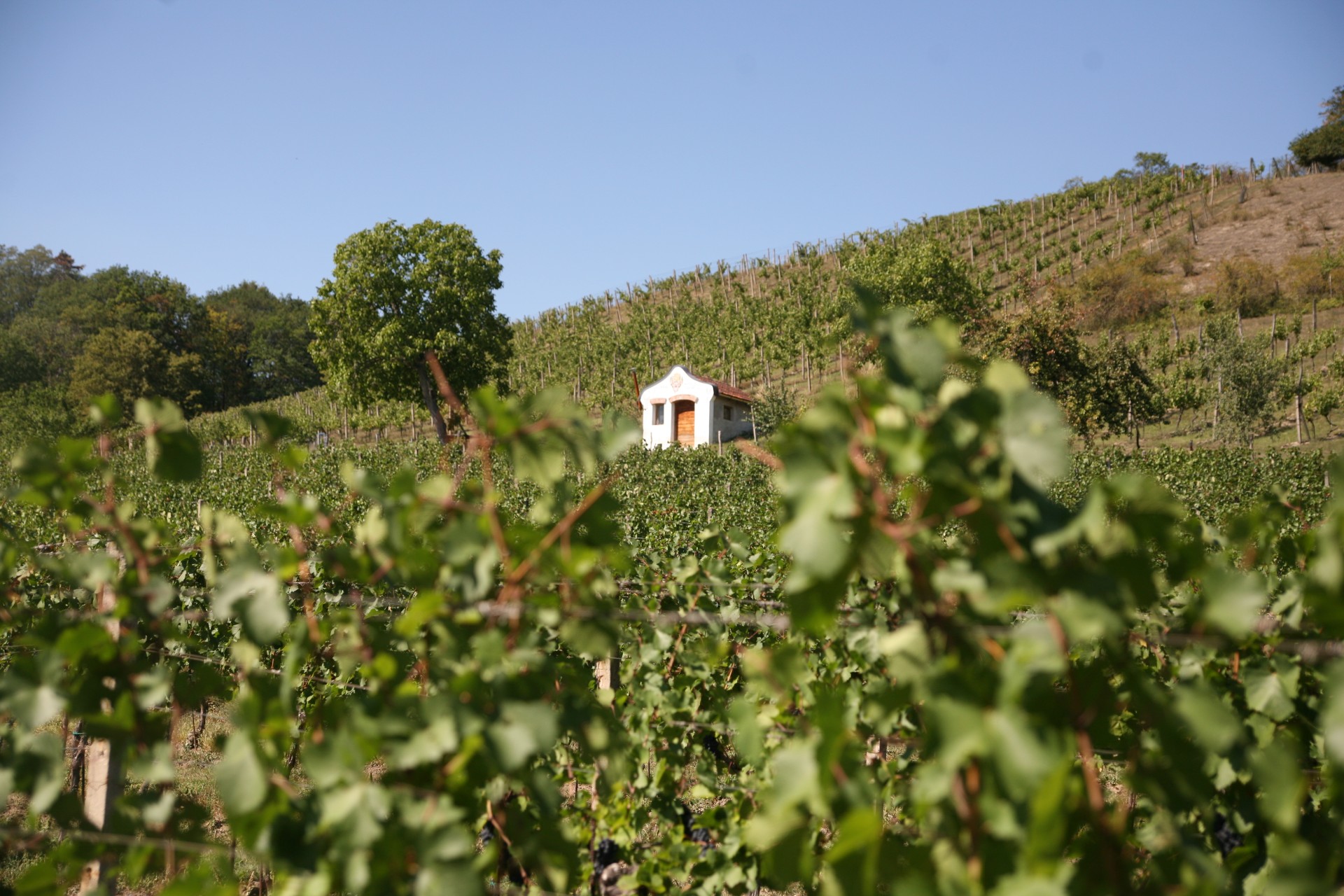 Jeviněvská vinice s viničním domkem